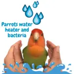 Parrots water heater and bacteria
