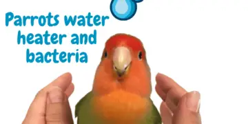 Parrots water heater and bacteria