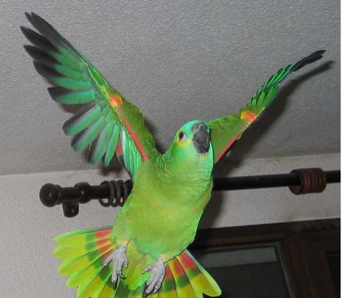 Peculiarities of the anatomy and physiology of parrots