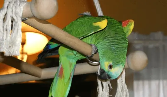 Peculiarities of the anatomy and physiology of parrots