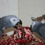 Pomegranate for African Grey