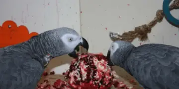 Pomegranate for African Grey