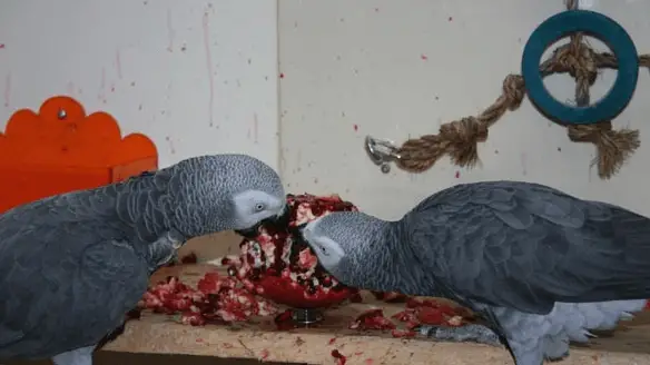 Pomegranate for african grey parrot