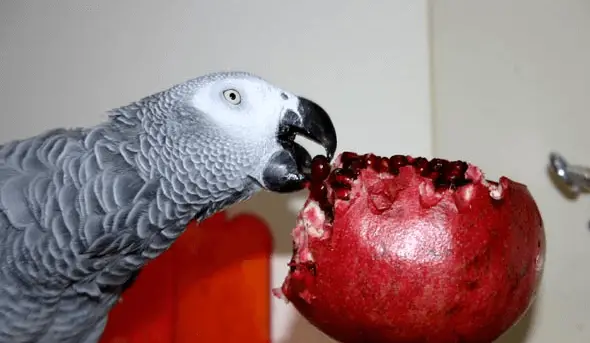 Pomegranate for parrot