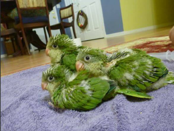 Quaker Parrot Baby