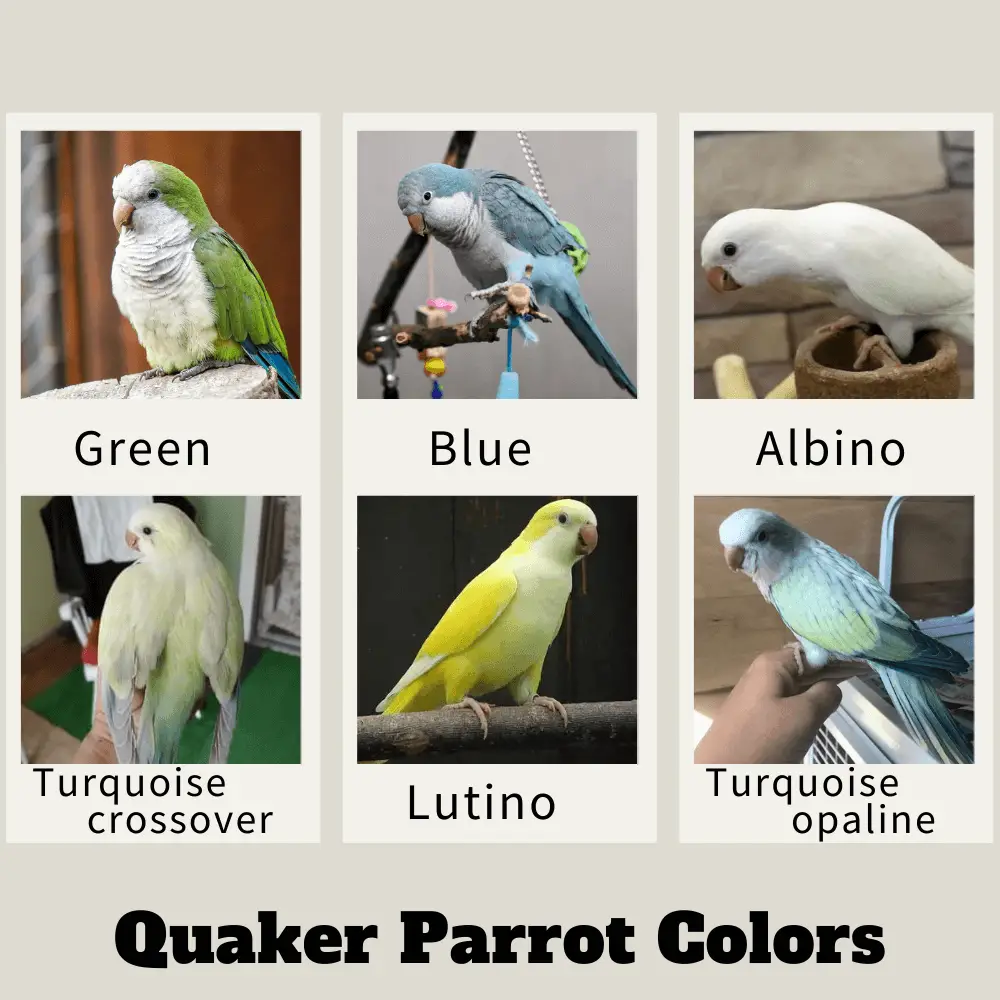 Quaker Parrot Colors