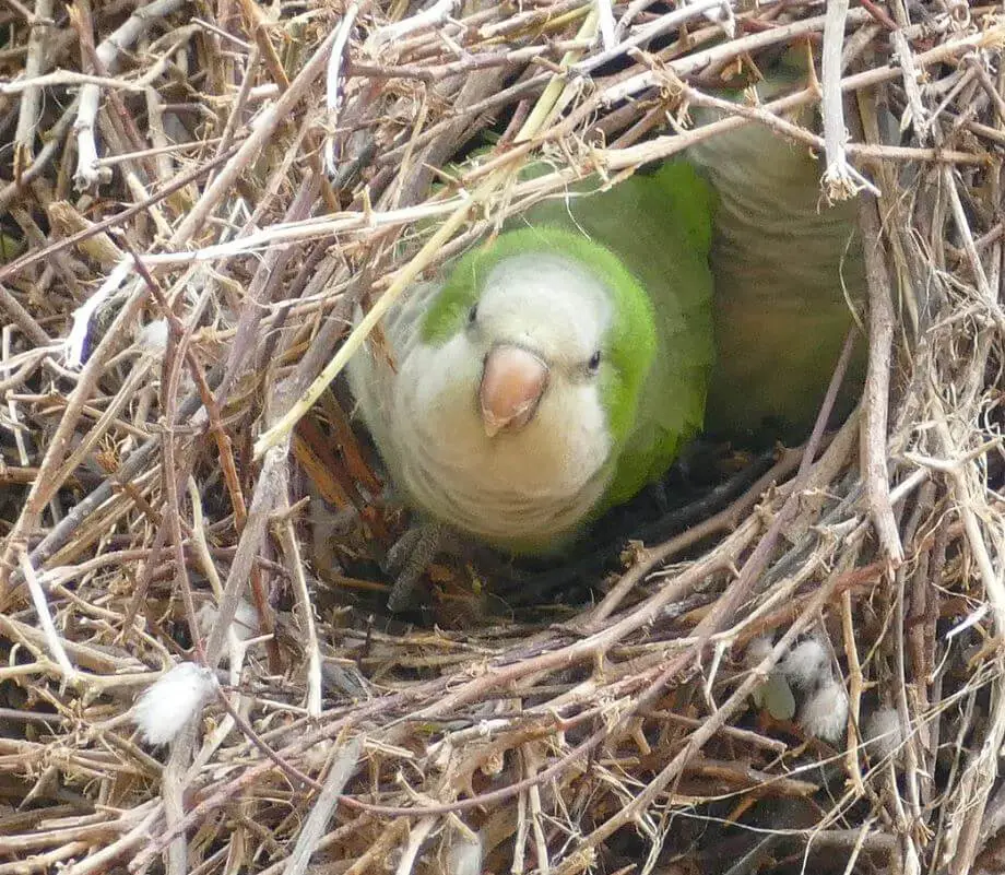 Quaker Parrot Nest
