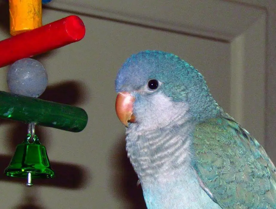 Quaker Parrot Toys