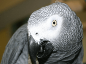Romance and sexuality of parrots
