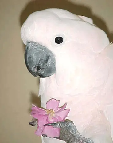 Safe flowers for parrots