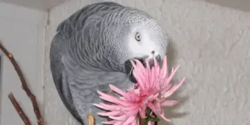 Safe plants for parrots