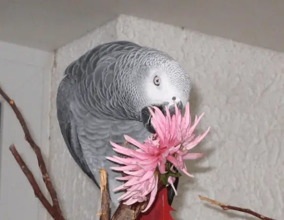 Safe plants for parrots