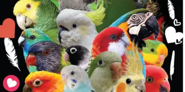 parrot lovers