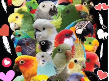 parrot lovers