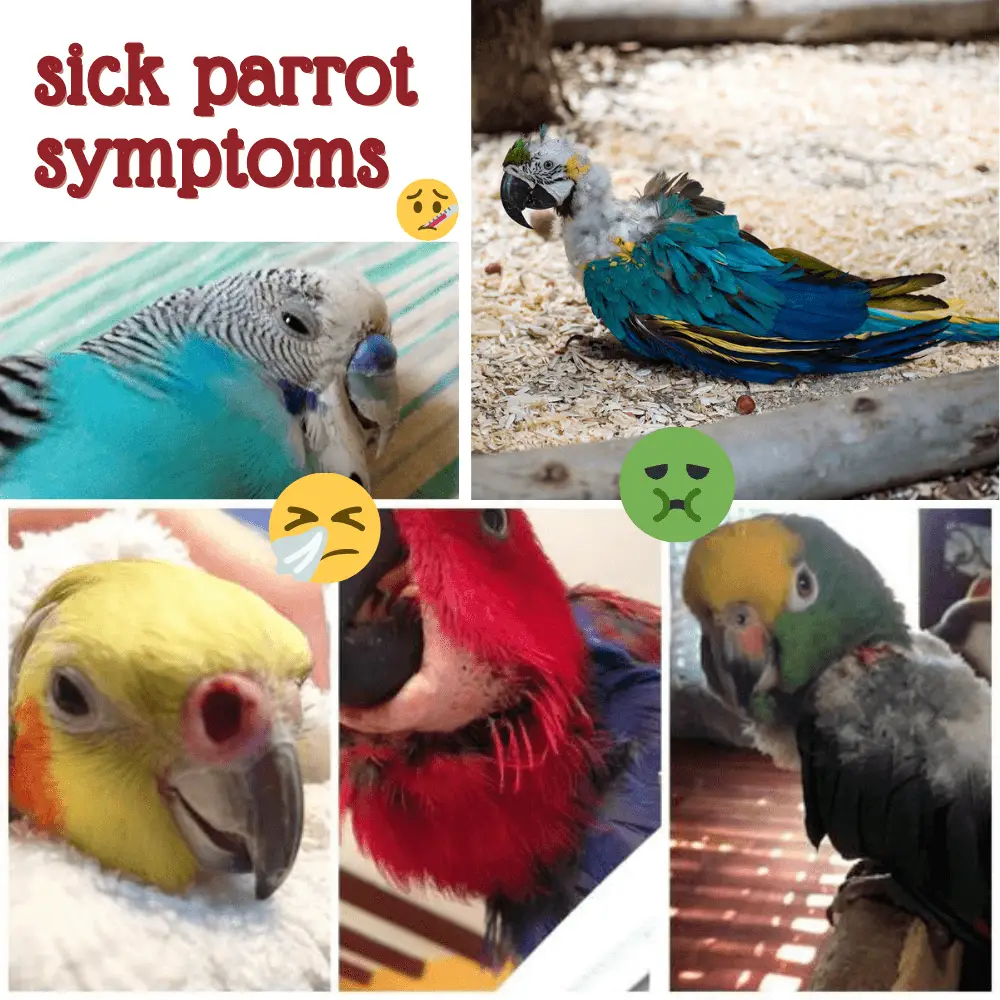 Sick parrot symptoms
