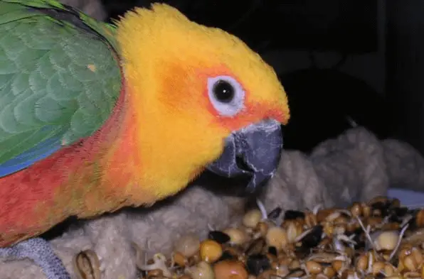 Sprouting or Germinating Seeds for Your parrot