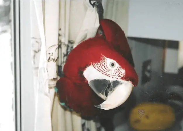 Story of Fred, my big parrot (1)
