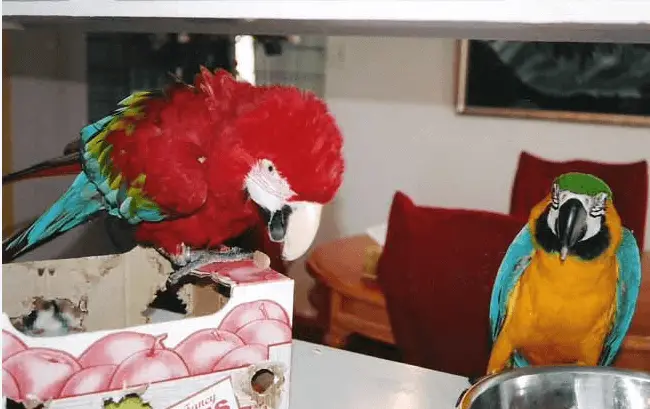 Story of Fred, my big parrot