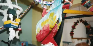 Story of Fred, my big parrot