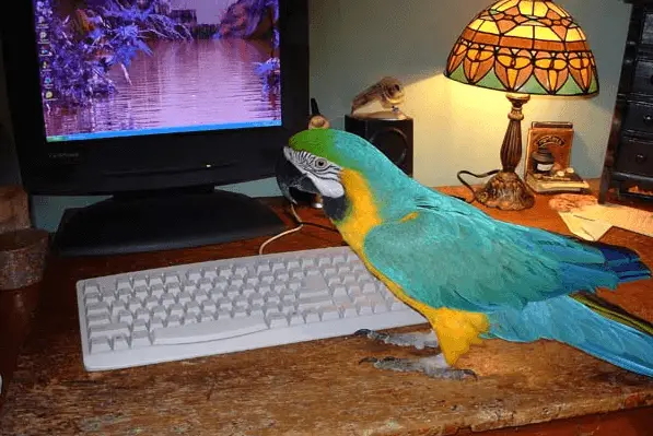 TV, music and parrots