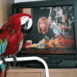 TV, music and parrots