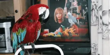 TV, music and parrots