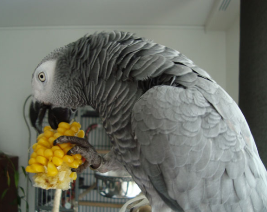 Tatillon the parrot
