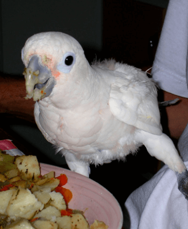 Tatillon the parrot