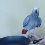 Teflon poisoning for parrots
