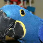 The Hyacinthe Macaw