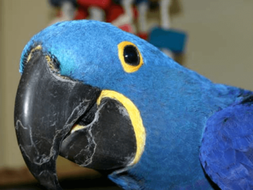 The Hyacinthe Macaw
