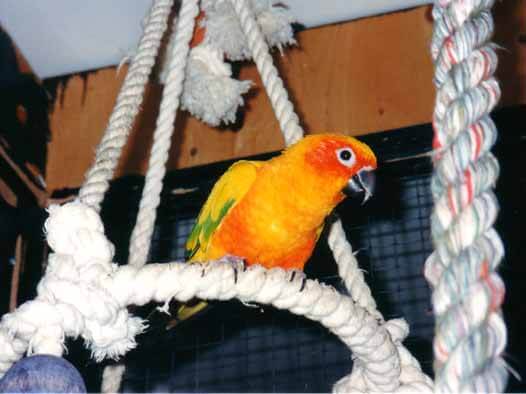 The autonomous parrot
