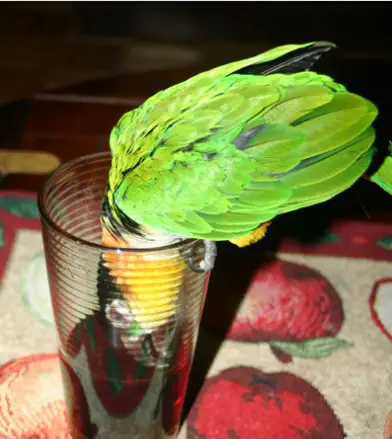 The autonomous parrot