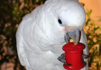 The favorite toys of parrots