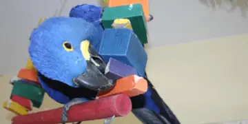 The favorite toys of parrots