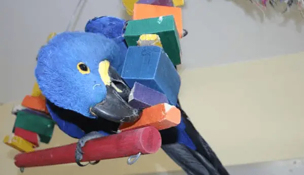 The favorite toys of parrots