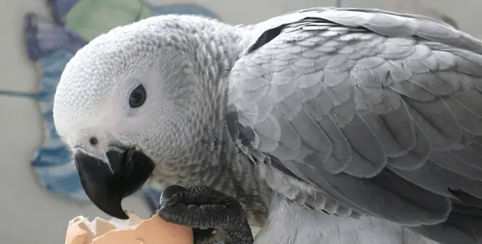 The importance of good socialization in the young parrot