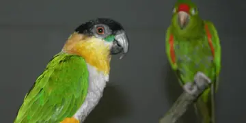 The innate, the acquired and the parrot