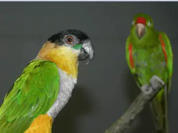 The innate, the acquired and the parrot