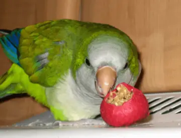 Take Care Of A Monk Parakeet - Quaker Parrot Lifespan Coste And Care