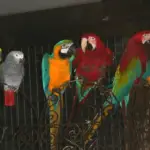 The parrot, a highly sociable animal