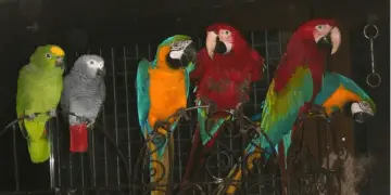 The parrot, a highly sociable animal