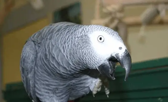 The parrot and food myths