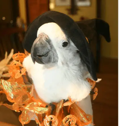 The parrot, safe Halloween