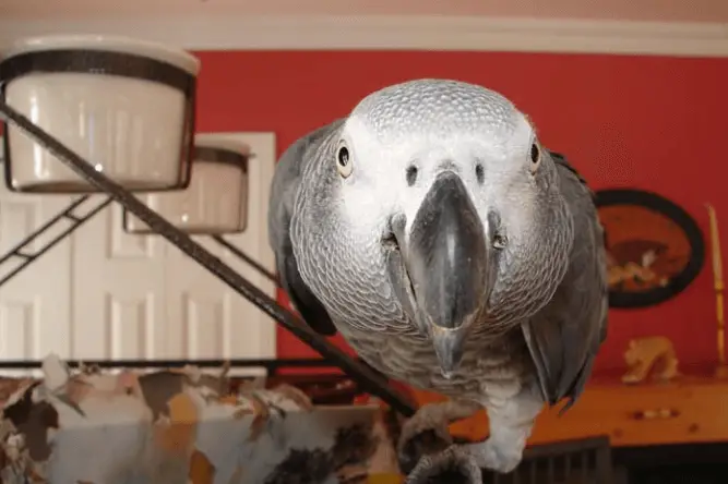 The parrot that learns to learn