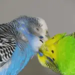 The parrot touch
