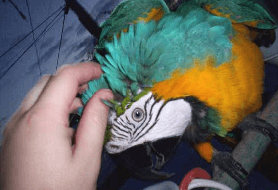 The parrot touch