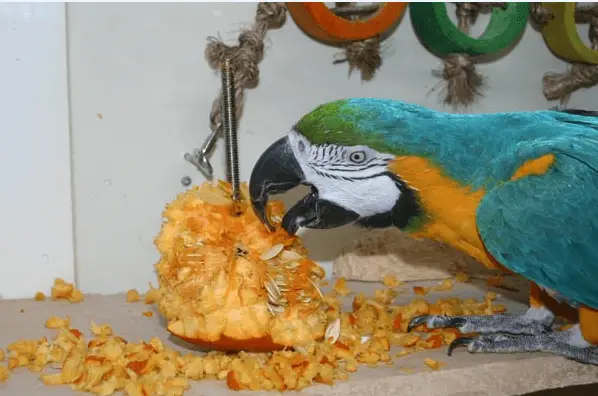 The pumpkin, the tastiest of parrot toys