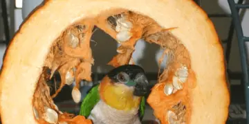 The pumpkin, the tastiest of parrot toys