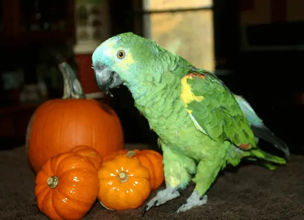 can parrot eat pumpkin seeds